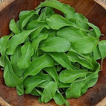 US Seller 500 Arugula Seeds Astro Organic Fresh Fast Shipping - £8.77 GBP