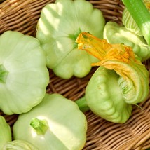 Fresh Seeds Bennings Green Tint Summer Patty Pan Squash Seeds Organic - £9.91 GBP