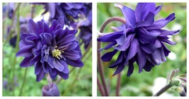 Barlow Blue Columbine Seeds Flower Perennial Flowers 100 Seeds  - £20.32 GBP