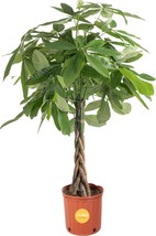 Costa Farms Money Tree, Large, Live Indoor Plant, Easy to in - £56.97 GBP