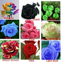 9 Colors 1800 Seeds Rainbow Shrub Flower Seeds Separated Pack Beautiful - £13.49 GBP