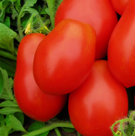 HT 50 Seeds Roma Vf Tomato Seeds  Nongmo Tomato Seeds  Fresh Planting Seeds - $8.33