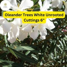 Oleander Tree ‘White’ | 7 Live 6” Unrooted Cuttings | Fast-Growing, Drou... - $556.82 MXN