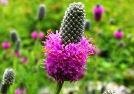 PURPLE PRAIRIE CLOVER 100 FRESH SEEDS FREE SHIPPING - $2.23