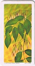 Brooke Bond Red Rose Tea Card #48 White Ash Trees Of North America - $0.98