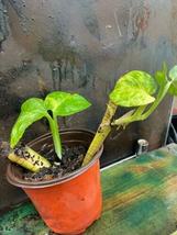 Variegated Giant Pothos (Hawaiian Epipremnum ) 2 ROOTED/BUDDED CUTTINGS!... - £48.57 GBP