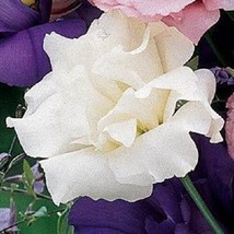 20 Seeds Pure White Echo Lisianthus Flower Seeds /Long Last Annual / Gre... - $14.71