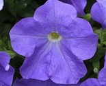 Easy Wave Sky Blue * Trailing Petunia * 20 Authentic Seeds - $5.25