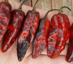 Grow In US 10 Premium Pimenta Leopard pepper seeds Sizzling Fast Hot  - £10.14 GBP