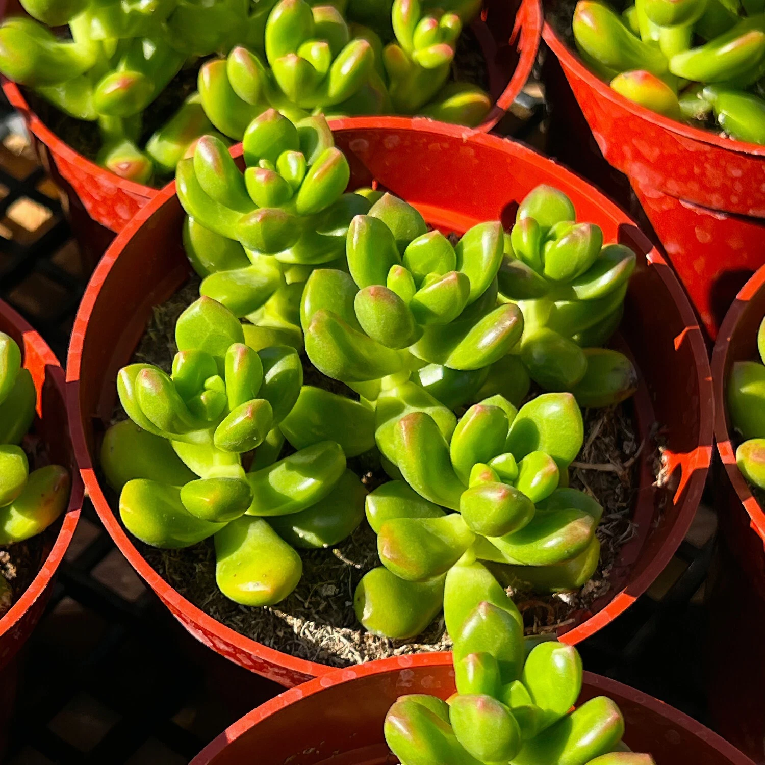 Live Fresh Sedum lucidum Obesum Succulent Plant Fully Rooted in 4&#39;&#39; Plan... - $26.86