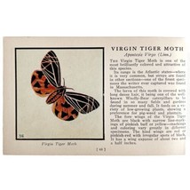 Virgin Tiger Moth 1934 Butterflies Of America Antique Insect Art PCBG14A - $19.99