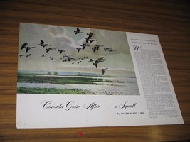 1953 Magazine Picture Canada Geese After a Squall Drawn by Peter Scott - £8.35 GBP