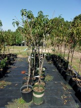 J.H. HALE PEACH 4-6 FT TREE PLANT SWEET JUICY PEACHES FRUIT TREES PLANTS... - $96.95