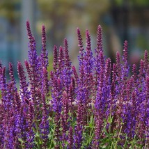 Fresh Seeds USA Seller Salvia Nemerosa Violet Queen 20 Flower Seeds - £10.57 GBP