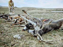 1977 Graphic Deer Hunting Season Days Kill Wyoming Ektachrome 35mm Slide - £4.27 GBP