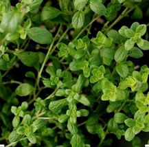 300+ Sweet Marjoram Seeds (Majorana Hortensis) - £7.07 GBP