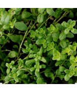 300+ SWEET MARJORAM Seeds (Majorana hortensis) - $168.96 MXN