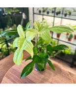 Philodendron Florida Rooted Cuttings Very Rare Variegated Exquisite Indo... - $13.99+