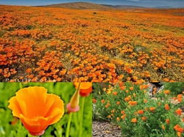 1001+ORANGE California Poppy Native Wildflower Seeds Flower Container Garden - $13.00