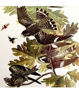 Nighthawk 1950 Lithograph Art Print Audubon Bird First Edition DWU14D - $40.73 CAD