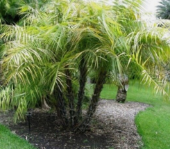5 Pc Seeds Mangrove Date Palm Plant, Phoenix paludosa Seeds for Planting | RK - £19.83 GBP