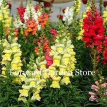 200  pcs Heirloom Dwarf Common Snapdragon Bonsai Flower, Outdoor &amp; Indoor Charmi - £6.90 GBP