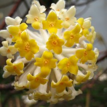 Fast Ship USA Seller Edgeworthia Chrysantha Paperbush Plant Oriental Pap... - $20.80