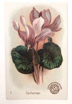 #7 CYCLAMEN Beautiful Flowers Card ARM &amp; HAMMER Church &amp; Co. 1800s - £15.99 GBP