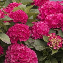 USA SELLER Cityline Paris Hydrangea Starter Plant Blooms From Periwinkle... - £51.47 GBP