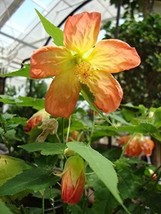 SEPTH Abutilon Flowering 1 Gallon Live Plant Maple Abutilon Tangerine Indian Mal - $24.13