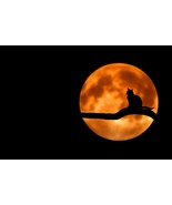 Custom Conjuration - Animal Familiar - A Faithful Animal Spirit To Empow... - $136.75 CAD