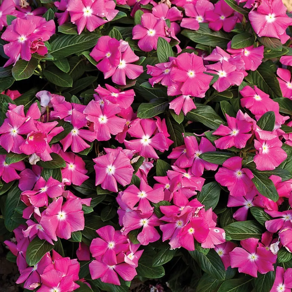 G_S Vinca Seeds 25 Seeds Vinca Cora Pink Annual Seeds - £12.16 GBP