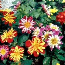 TH 30 Seeds Dahlia Harlequin Mix Flower Seeds / Early Blooming Bi-Color - £12.02 GBP