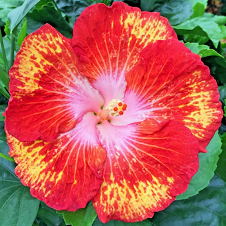 HGBO Madagascar Hibiscus Moscheutos Hibiscus Rose Of Sharon HS786 Bulk S... - $13.54