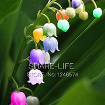 + Bell Orchid Seeds Campanula Flowers Flower Plants Convallaria Seed 100 Seeds B - $5.67