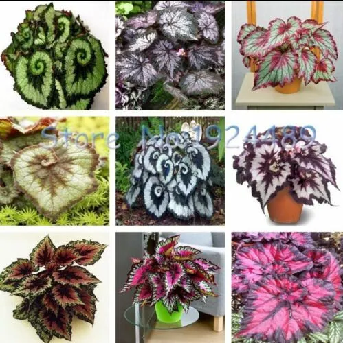 Unique 9 Colors Begonia Flower Seeds Flowers Potted Bonsai (Mix)Us-50Pcs Garden - £6.37 GBP