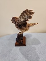 K6 VTG 1920 Little Owl (Athene Noctua) Pedestal Mount Taxidermy - £375.89 GBP