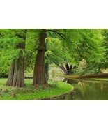 PSA Dawn Redwood Tree Seeds 35 Seeds Metasequoia Glyptostroboid Fast Gro... - $450.19 MXN