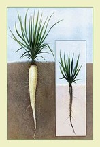 Oyster Plant #2 20 x 30 Poster - $483.86 MXN