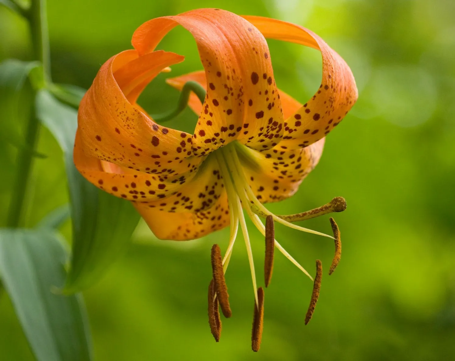 12 Turks Cap Lily Root Bulbs American Tiger Lily Turban Lily Lilium superbum - £44.88 GBP