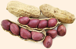 Organic Whole Raw NO 1 Ground Nuts  - 500 gm (Free shipping worldwide) - £21.38 GBP