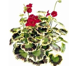 100 pcs Geranium Seeds Variegated Red Flowers with Colorful Leaves FRESH SEEDS - £19.57 GBP