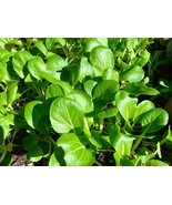 HSeeds 1000 Pak Choi Seeds 2023 (Chinese Cabbage Bok Choy) - Usa Seller - $3.96