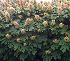 Hydrangea Quercifolia Oakleaf Hydrangea Seeds Fresh Usa Seeds - £13.11 GBP