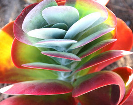 AWS Color- Kalanchoe Thyrsiflora Exotic Xeriscaping Mesembs Succulent Seed 100 S - £16.31 GBP