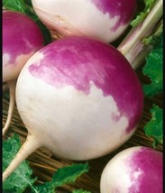 Turnip 2000 Seeds Purple Top White Globe Non-Gmo Heirloom - £4.78 GBP