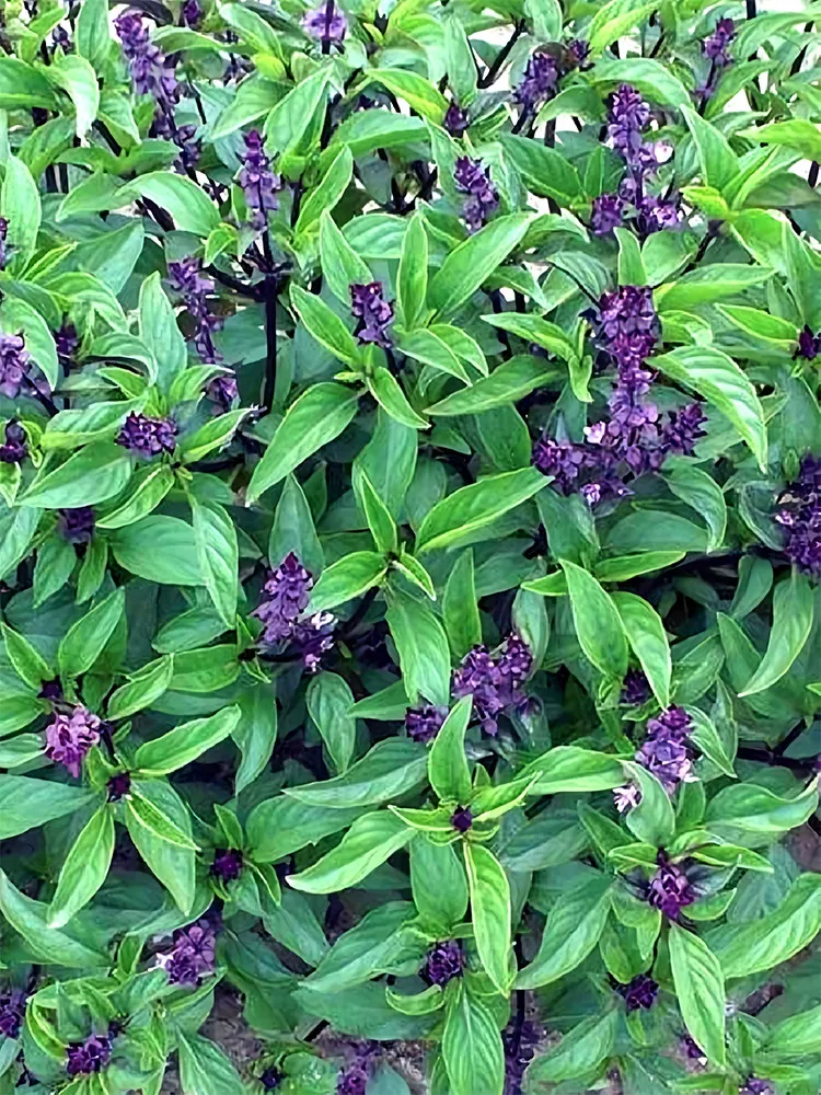 Clove Basil : A Gardener&#39;s Secret Seed - $8.90