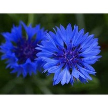 Centaurea Bachelors Button Blue Boy Flower 300 Seeds Fresh Gardening USA SELLER - $13.78