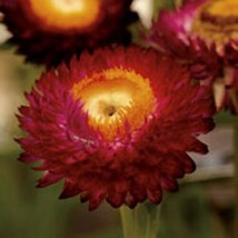 30 + Helichrysum (Strawflower) Rojo Carmesí Semillas De Flor/Re-Seeding ... - £11.36 GBP