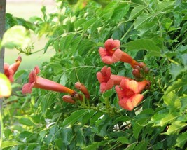 Campsis Radicans (Trumpet Creeper) 100 seeds - £4.02 GBP